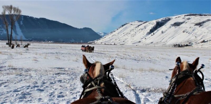 Jackson Hole: National Elk Refuge Sleigh Ride - What to Expect and How It Works