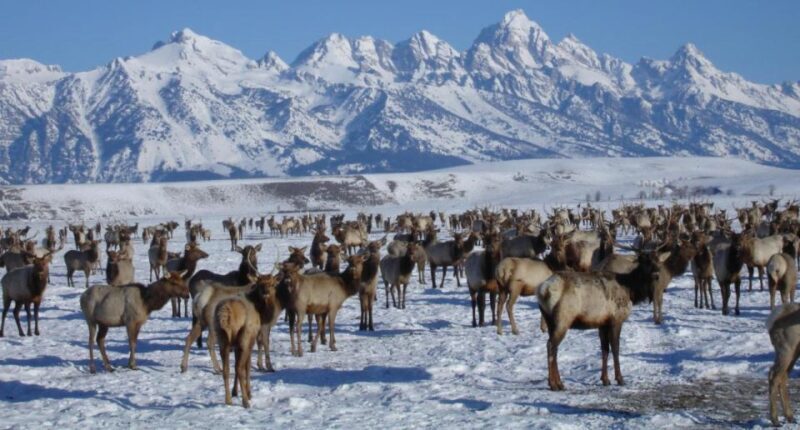 Jackson Hole: National Elk Refuge Sleigh Ride - The Experience of the Ride