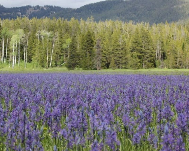 Jackson Hole: Yellowstone Lower Loop Upper Loop 2-Day Tour - Activity Itinerary