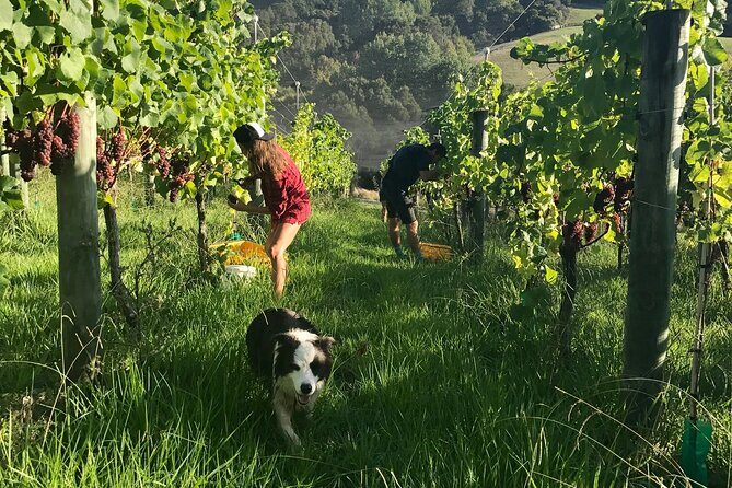 Jade Carving, Honey & Wine Tasting Private Tour - What Do We Think About the Value?