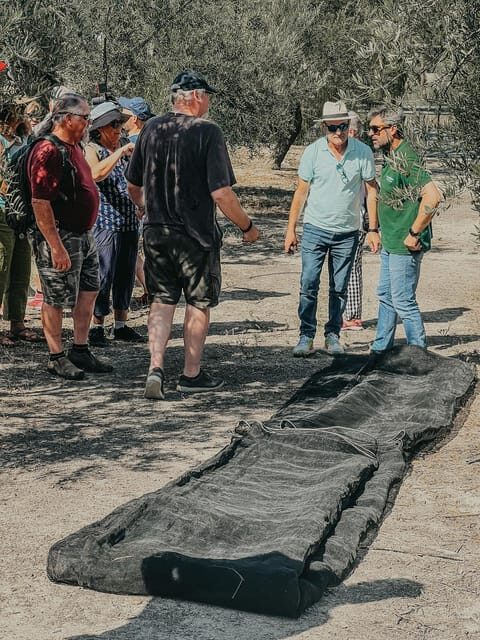 Jaén: Guided Olive Grove Tour - Practical Details & Considerations  