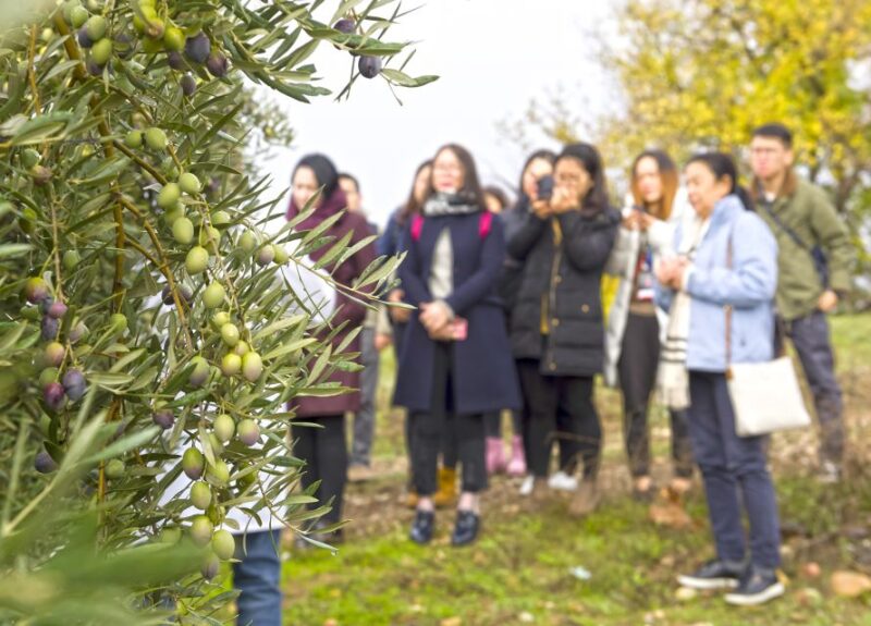 Jaén: Olive Mill Tour and Olive Oil Tasting Experience - Meeting Point and Directions
