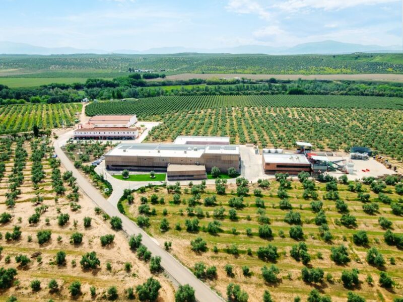 Jaen: Olive Oil Tour With the 5 Senses, Grove and Tasting - Guided Tour Experience