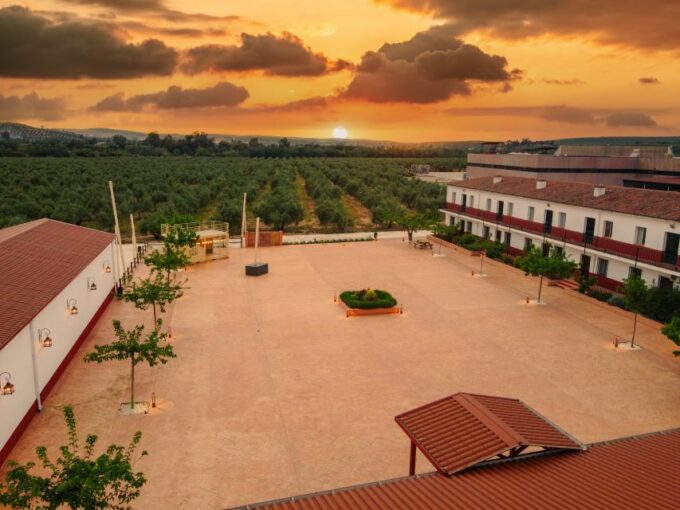 Jaen: Olive Oil Tour With the 5 Senses, Grove and Tasting - The Sum Up
