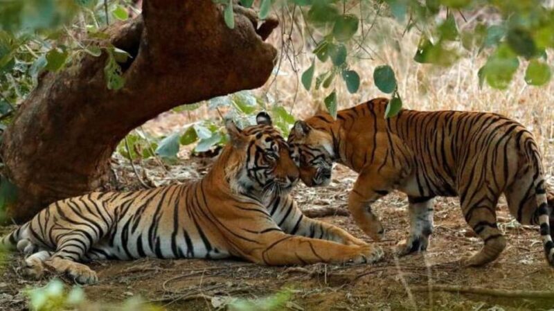 Jaipur: 4-Day Ranthambore National Park Tour With Tigers - Additional Costs and Exclusions