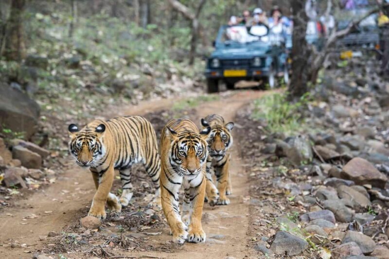 Jaipur: 4-Day Ranthambore National Park Tour With Tigers - Important Information