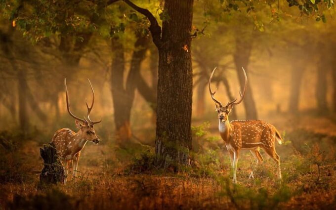 Jaipur: 4-Day Ranthambore National Park Tour With Tigers - Arrival and Accommodation