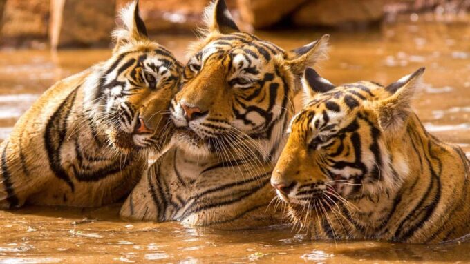 Jaipur: 4-Day Ranthambore National Park Tour With Tigers - Safaris in Ranthambore