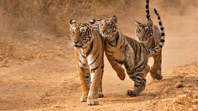Jaipur: 4-Day Ranthambore National Park Tour With Tigers - The Sum Up