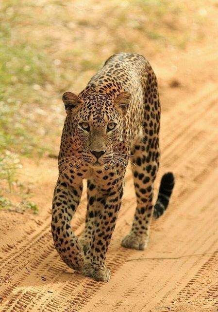Jaipur: Jhalana Leopard Safari Private Tour - Tips for a Great Safari