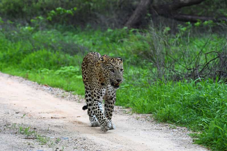 Jaipur: Private Guided Jhalana Leopard Safari Tour - Good To Know
