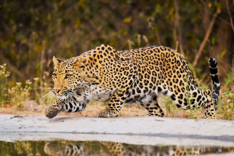 Jaipur: Private Guided Jhalana Leopard Safari Tour - Inclusions and Exclusions