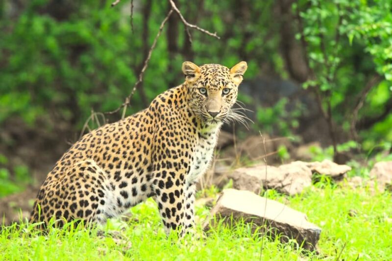 Jaipur: Private Guided Jhalana Leopard Safari Tour - Important Information and Tips