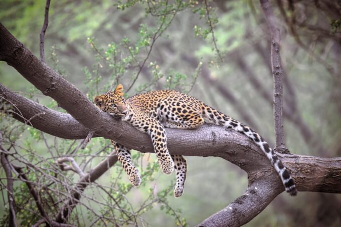 Jaipur: Private Guided Jhalana Leopard Safari Tour - Why Choose This Tour