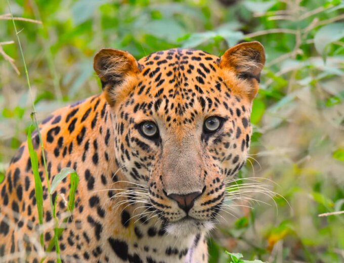 Jaipur: Private Guided Jhalana Leopard Safari Tour - Leopard Conservation Efforts