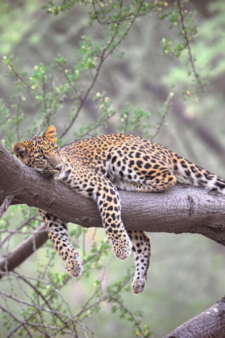 Jaipur: Private Guided Jhalana Leopard Safari Tour - Getting to the Starting Location