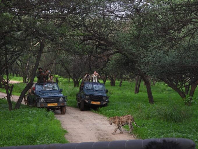 Jaipur: Private Guided Jhalana Leopard Safari Tour - Frequently Asked Questions