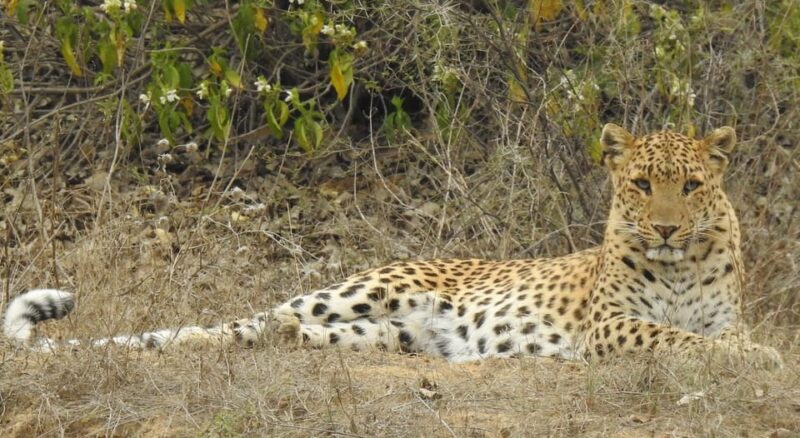 Jaipur: Private Guided Safari at Amagarh Leopard Reserve - Safari Recommendations
