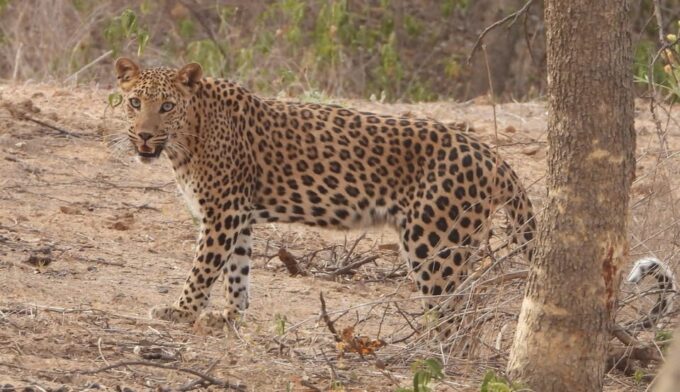 Jaipur: Private Guided Safari at Amagarh Leopard Reserve - Leopard Reserve Facts
