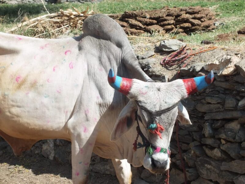 Jaipur: Tribal Villages, Lakes, and Sand Dunes Day Tour - Scenic Sand Dunes