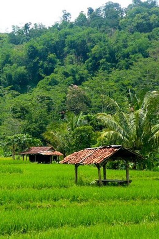Jakarta: Botanical Garden, Waterfall, Village & Rice Field - Itinerary Highlights