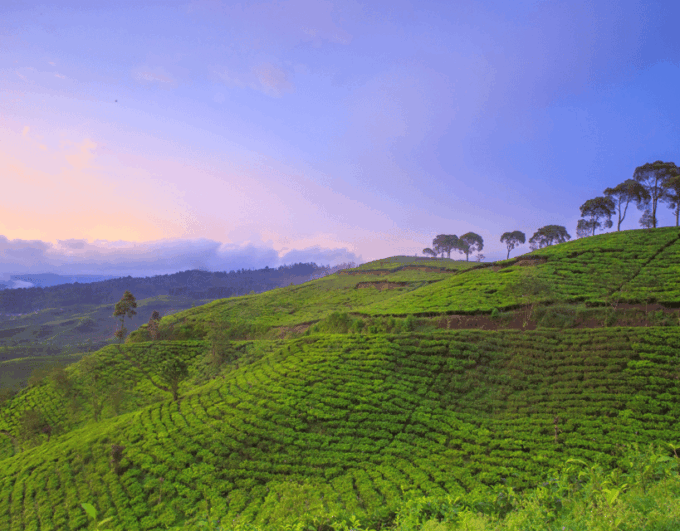 Jakarta: Tangkuban Perahu Volcano & Tea Plantations Day-Tour - Experiencing Ciater Tea Plantation