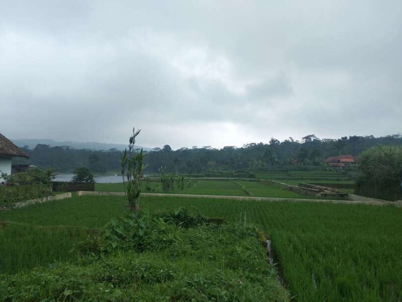 Jakarta: Volcano, Hot Spring, Tea, Rice Fields, &Coffee tour - Exploring the Highlights in Detail