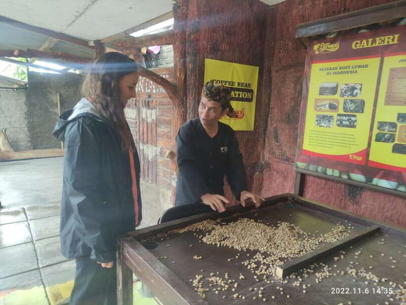 Jakarta: Volcano, Hot Spring, Tea, Rice Fields, &Coffee tour - The Sum Up