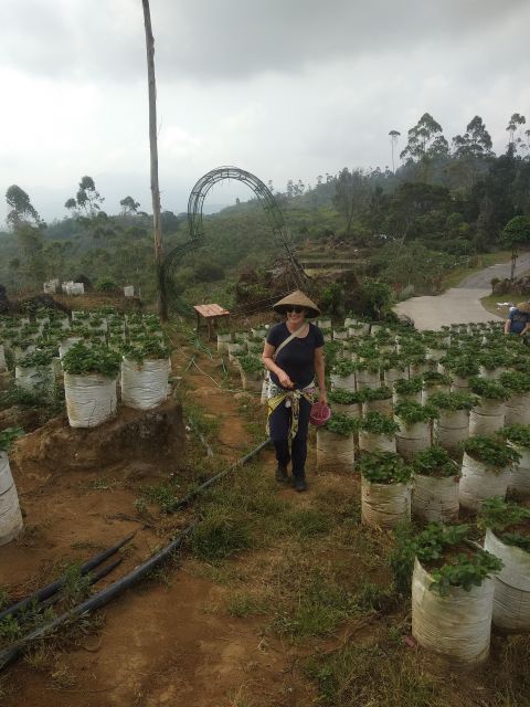 Jakarta: Volcano Mountain Bandung Lembang Day Trip - How to Book