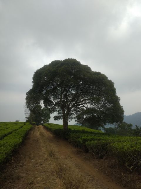 Jakarta: Volcano Mountain Bandung Lembang Day Trip - Frequently Asked Questions
