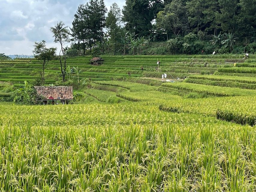 Jakarta: Volcano, Tea/Rice Fields, Hot Spring, Local Food - Exclusions and Mobility Considerations