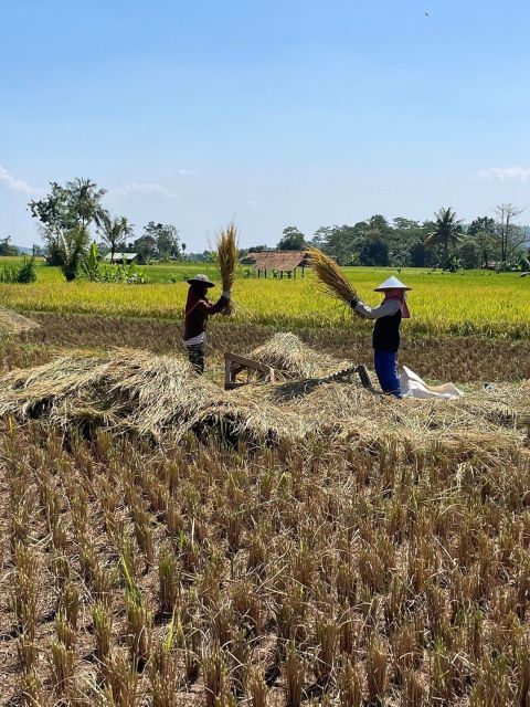 Jakarta: Volcano, Tea/Rice Fields, Hot Spring, Local Food - Tour Duration and Booking Information