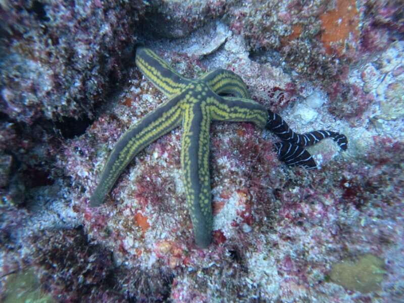 Jalisco: Scuba Diving at Los Arcos for Certified Divers - What’s Included and What’s Not