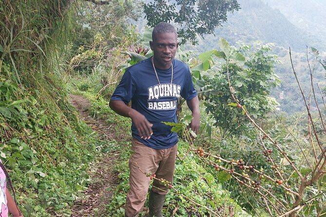 Jamaica Blue Mountain Coffee Tour and sightseeing experience - Key Points