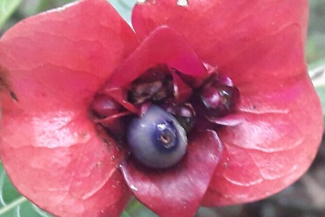 Jamaica Blue Mountain Guided Nature Tour - Is This Tour Worth It?