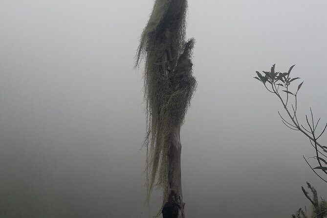 Jamaica Blue Mountain Guided Nature Tour - Who Will Love This Tour?