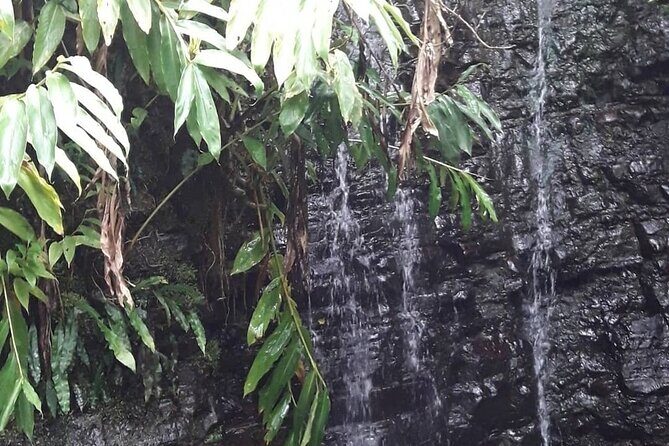 Jamaica Blue Mountain Guided Nature Tour - Final Words