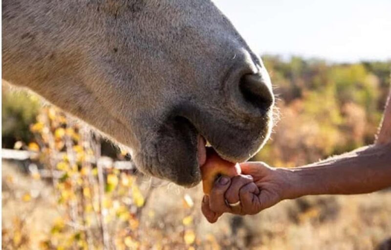 Jamaica: Private Horseback Ride and Swim in the Sea - Key Points