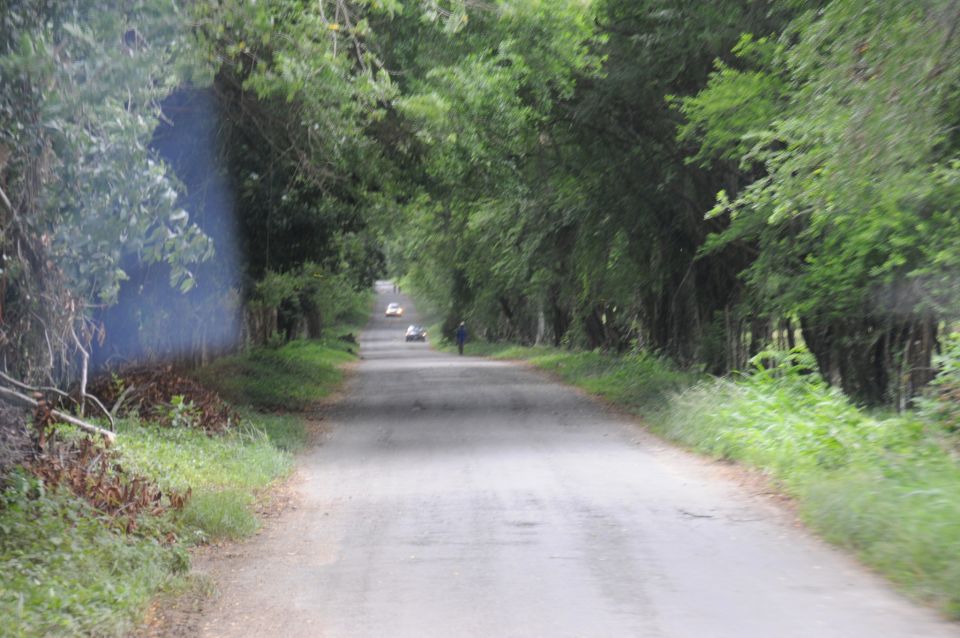 Jamaica: YS Falls and Black River Safari Day Tour - Jamaican Lunch