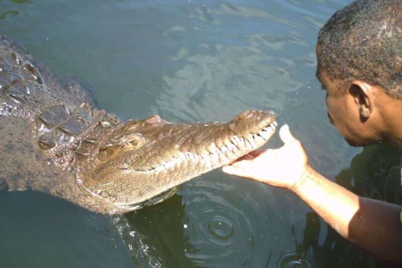 Jamaica: YS Falls and Black River Safari Tour - A Closer Look at the Tour Experience