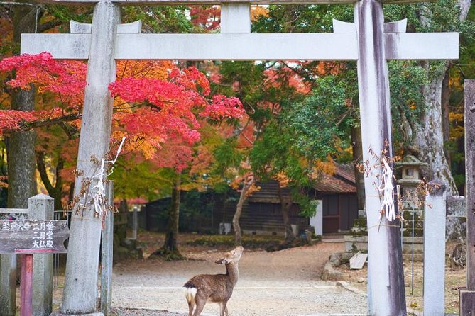 Japan Autumn & Winter Illuminations Discovery Tour (12 Days) - Health and Fitness Requirements