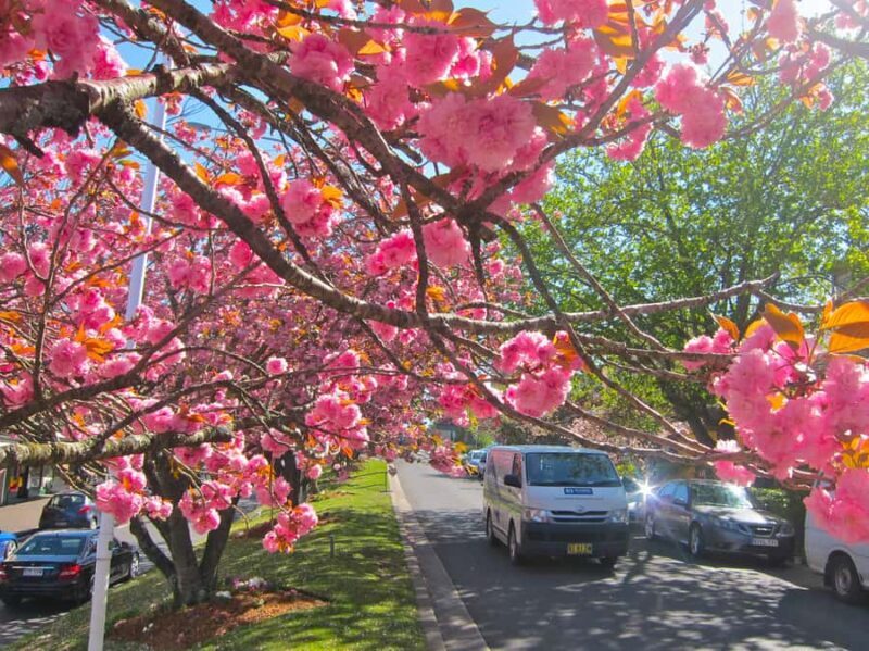 Japanese Tour Small Group: Blue Mountains, Scenic World, Zoo - Why This Tour Is Worth It