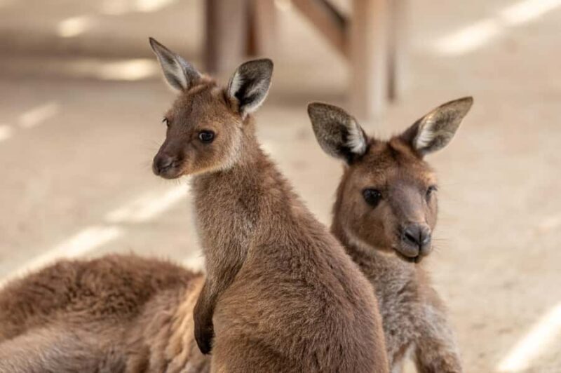 Japanese Tour Small Group: Blue Mountains, Scenic World, Zoo - FAQ