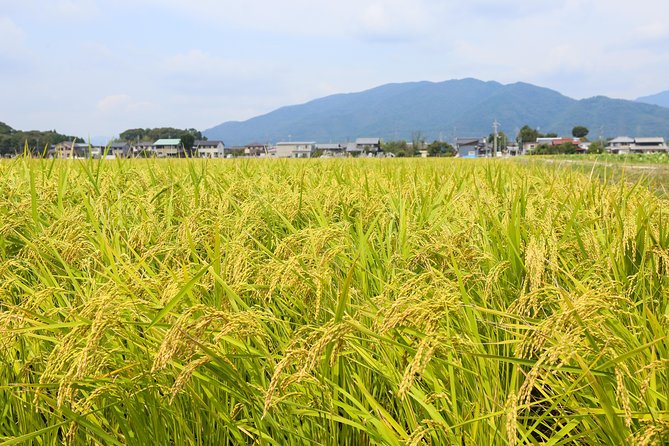 Japans Rural Life & Nature: Private Half Day Cycling Near Kyoto - Accessibility and Fitness Requirements
