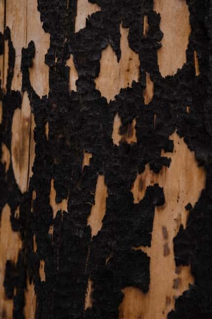 Jasper: Guided Wildfire Hike with Lunch - Key Points