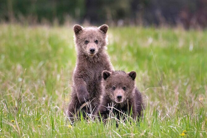 Jasper National Park Tour Maligne Valley, Medicine Lake with Walk - Who Will Love This Tour?