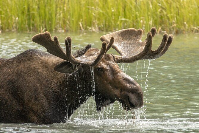 Jasper National Park Tour Maligne Valley, Medicine Lake with Walk - Final Thoughts