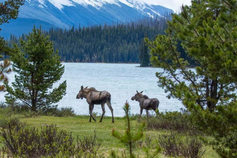 Jasper: Wildlife and Sightseeing Tour with Lakeshore Hike - Key Points