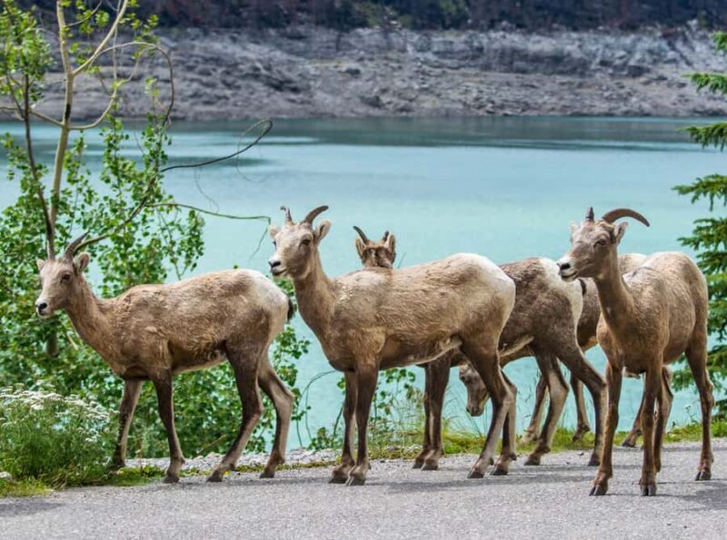 Jasper: Wildlife and Sightseeing Tour with Lakeshore Hike - Who Will Love This Tour?