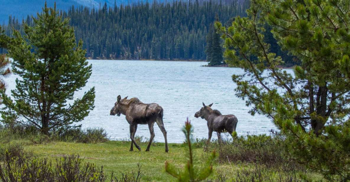 Jasper: Wildlife and Waterfalls Tour With Lakeshore Hike - Pickup and Drop-off